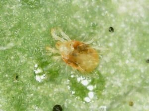 Two-spotted Spider Mite (Tetranychus urticae)