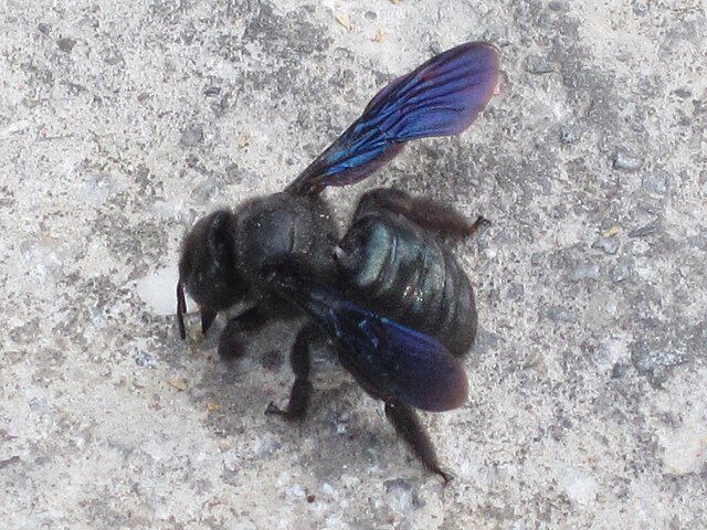 Xylocopa iris , (carpenter bee spec), Skala Kalloni, Lesbos, Greece,