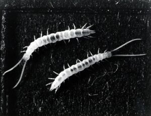 Adult garden symphylan (Scutigerella immaculata), garden centipede