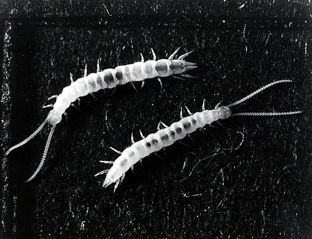 Adult garden symphylan (Scutigerella immaculata), garden centipede