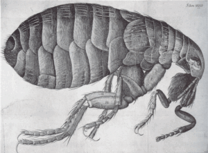Diseases Spread by Fleas