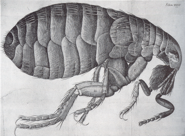Diseases Spread by Fleas