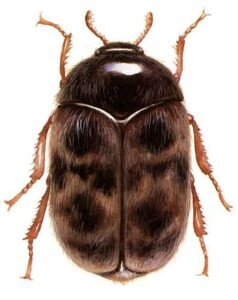 Khapra beetle,Trogoderma granarium Everts
