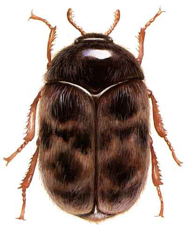 Khapra beetle,Trogoderma granarium Everts