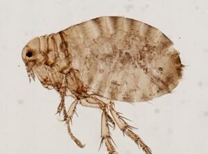 Pulex irritans, human fleas
