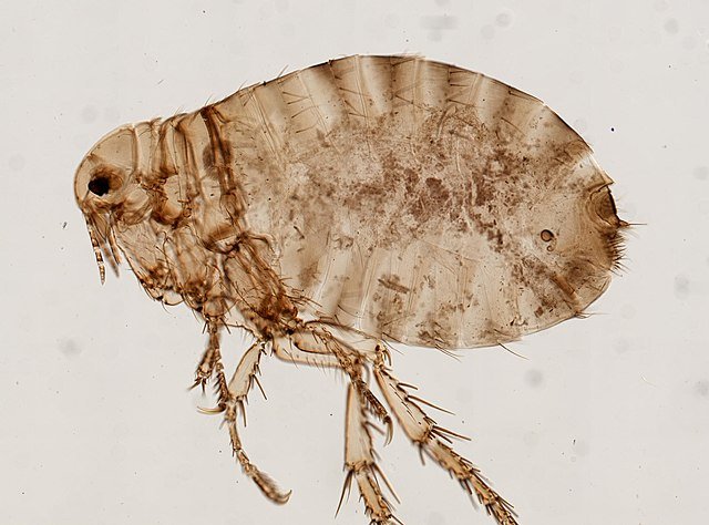Pulex irritans, human flea