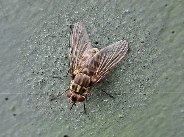 Stomoxys calcitrans, stable flies