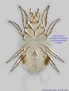 grain mites
