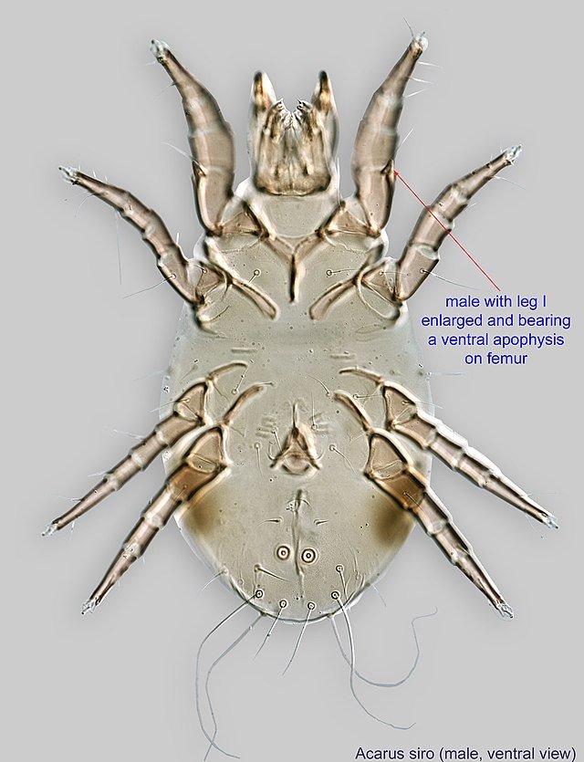 grain mites