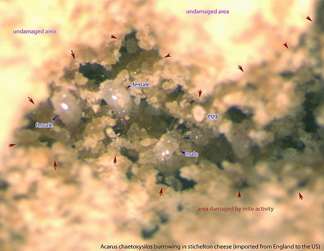 cheese mites, Acarus chaetoxysilos stichelton on cheese