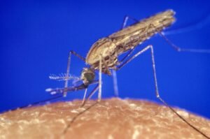 Anopheles gambiae mosquito feeding, mosquito-borne diseases