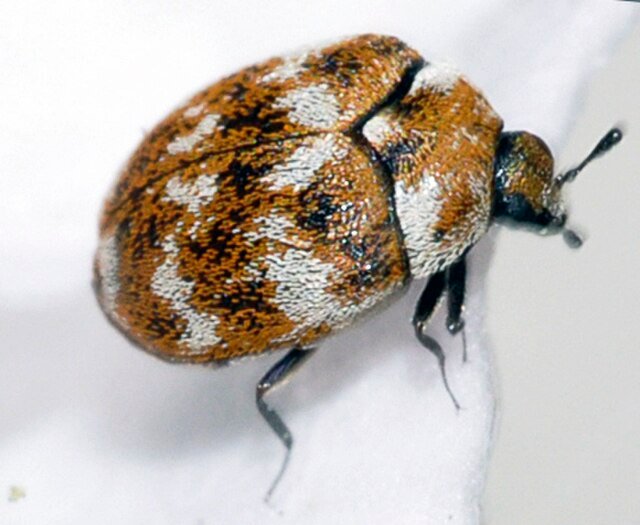 Anthrenus verbasci, dermestidae, carpet beetle
