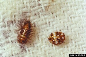 Anthrenus flavipes larva adult wool, furniture carpet beetle