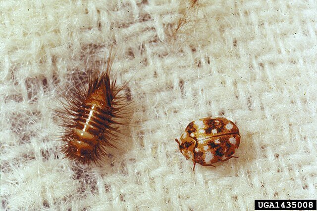 Anthrenus flavipes larva adult wool, furniture carpet beetle