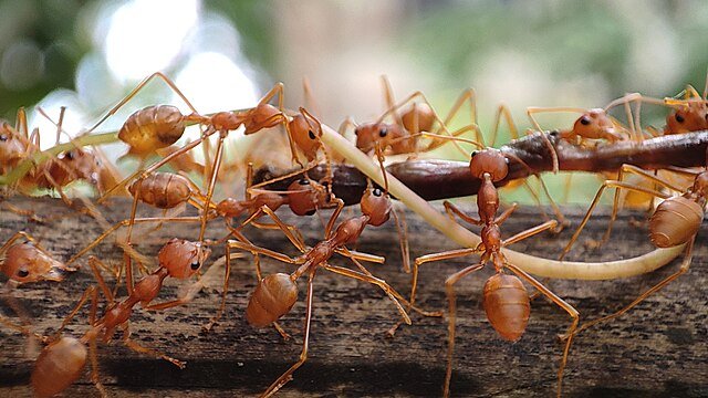 ant control