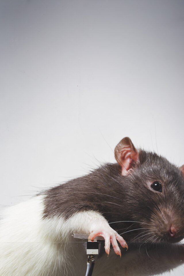 rodent control