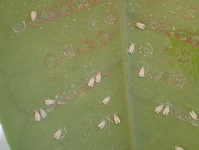 Australian Citrus Whiteflies