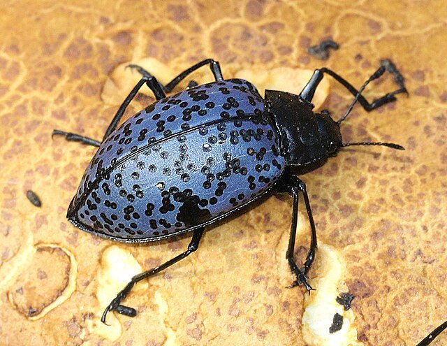blue fungus beetle or blue pleasing fungus beetle, pleasing fungus beetle family Erotylidae.