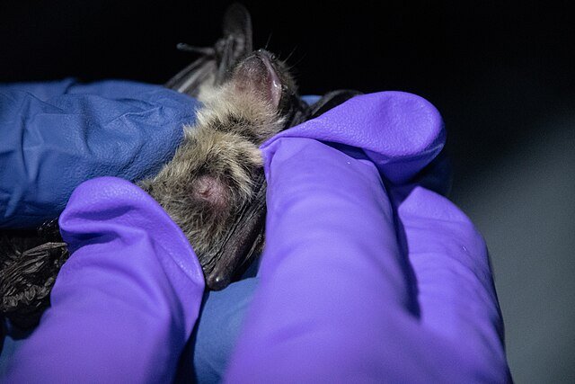 monitoring bat for bat bugs or deseases