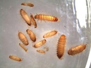 Khapra Beetles larvae