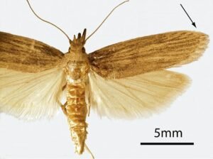 Adult Rice Moth , Corcyra cephalonica