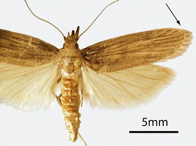 Adult Rice Moth , Corcyra cephalonica