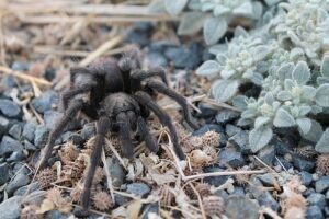 California ebony tarantula