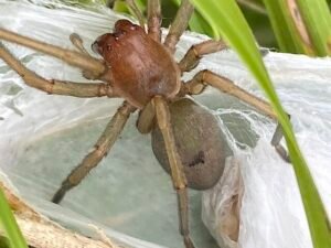 Yellow Sac Spiders