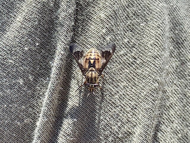 Chrysops coloradensis, deer flies
