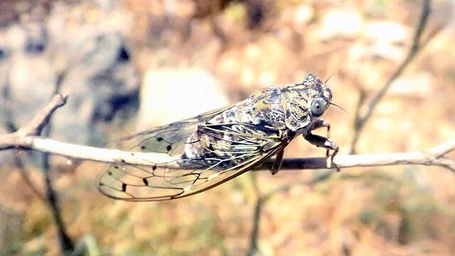 Cicada orni