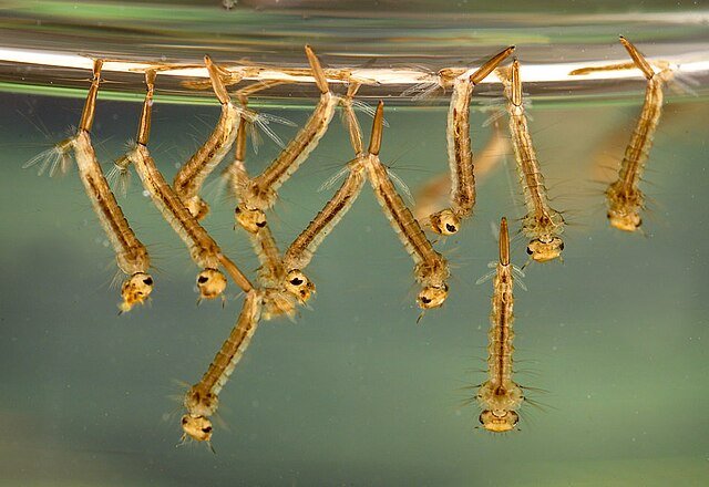 mosquito larvae
