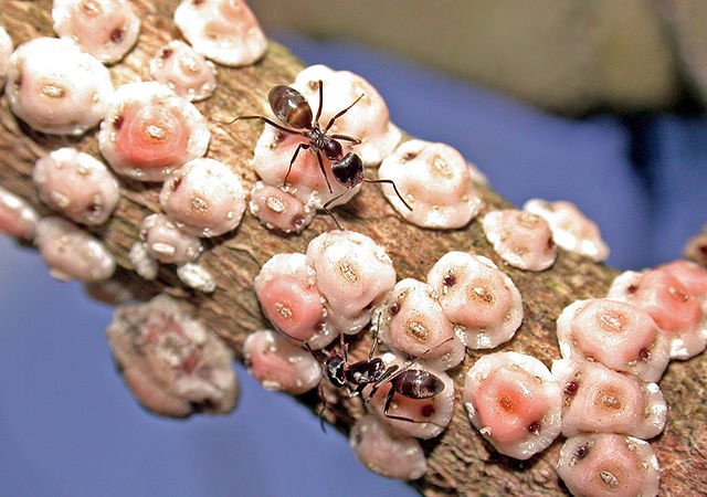 scale insects