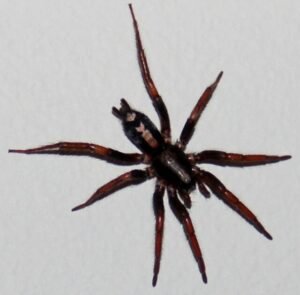 parson spider