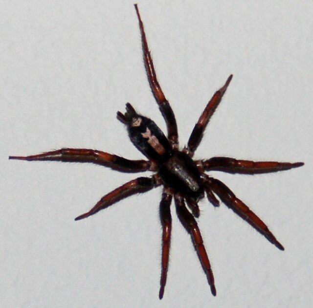 parson spider