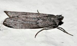 Ephestia kuehniella, mediterranean flour moth