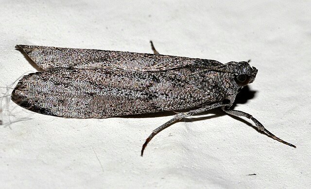 Ephestia kuehniella, mediterranean flour moth