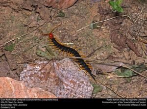giant centipede lifespan