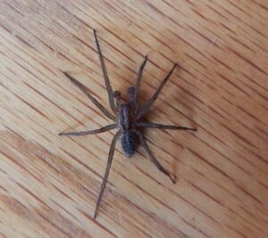 hobo spider