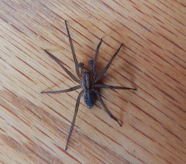 hobo spider