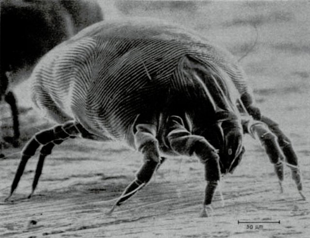 house dust mites
