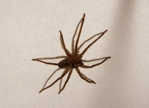 Huntsman spider,
