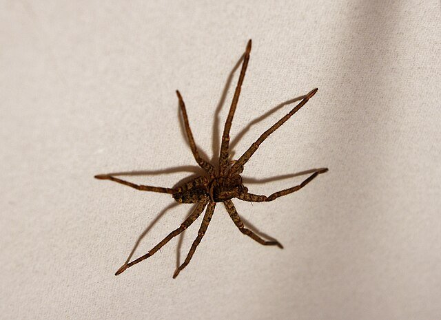 Huntsman spider,