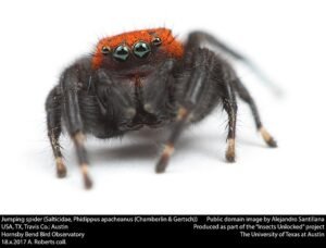 Jumping spider,Salticidae Phidippus apacheanus