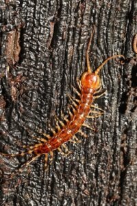 Lithobius variegatus, stone centipede
