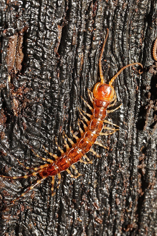 Lithobius variegatus, stone centipede