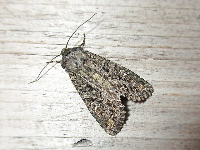 Mamestra brassicae, cabbage moth