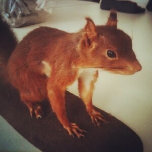 Diseases Spread by Rodents