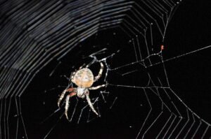 orb weaver spiders
