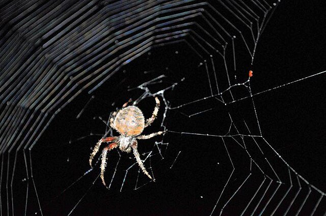 orb weaver spiders