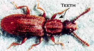 Oryzaephilus surinamensis, grain beetles